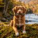 Sušená pštrosí kost Ontario Pure Nature Large 1 ks