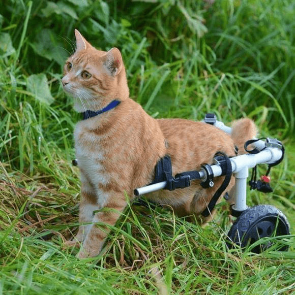Handicupcats