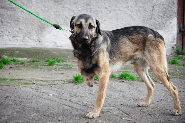 Azyl Handipet Rescue