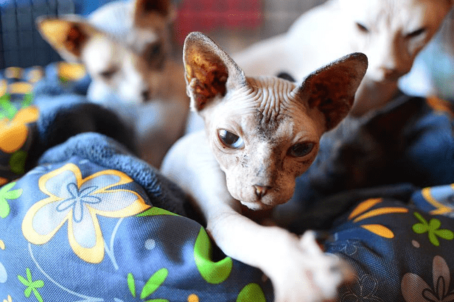 Azyl Handipet Rescue