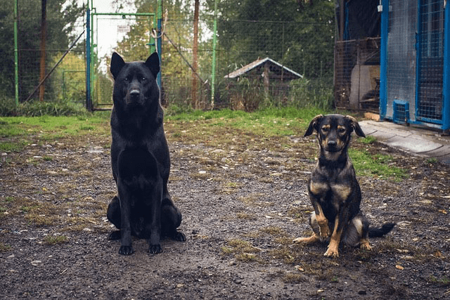 Psí útulek Tachov u Šmudliny