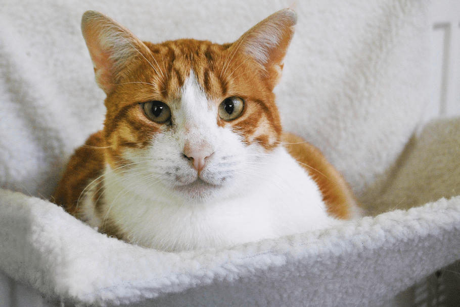 Kočičky u Niky, Z.s.