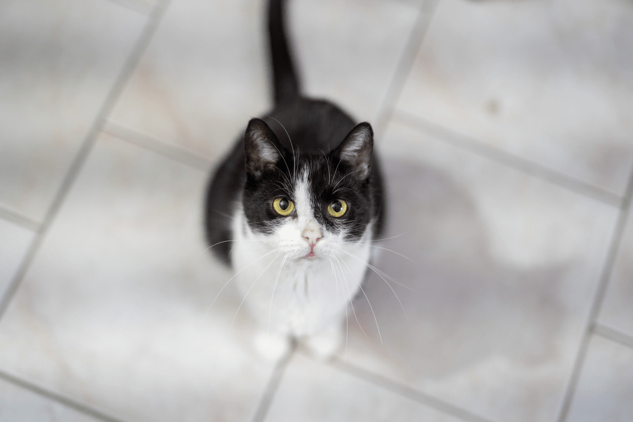 Kočičky u niky, Z.s.