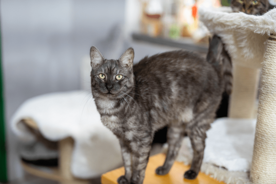 Kočičky u niky, Z.s.