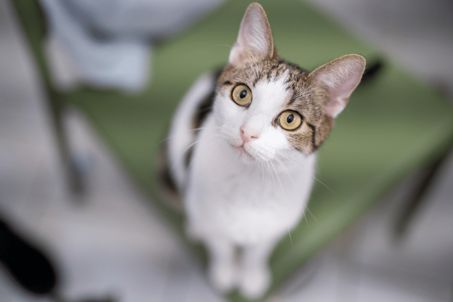 Kočičky u niky, Z.s.