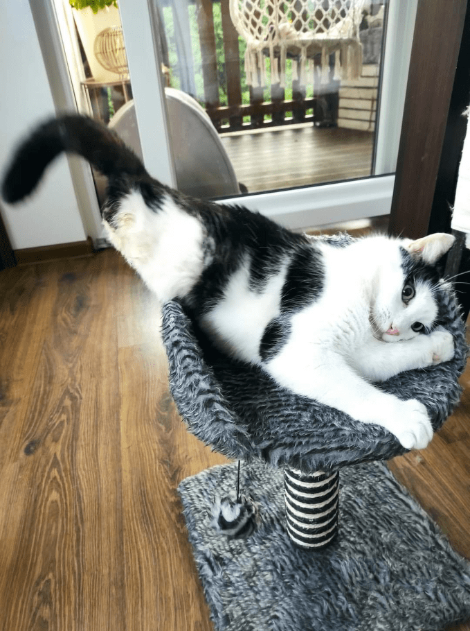 Handicupcats