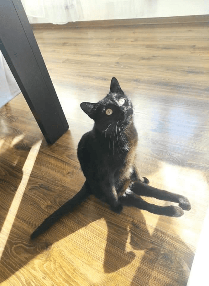 Handicupcats