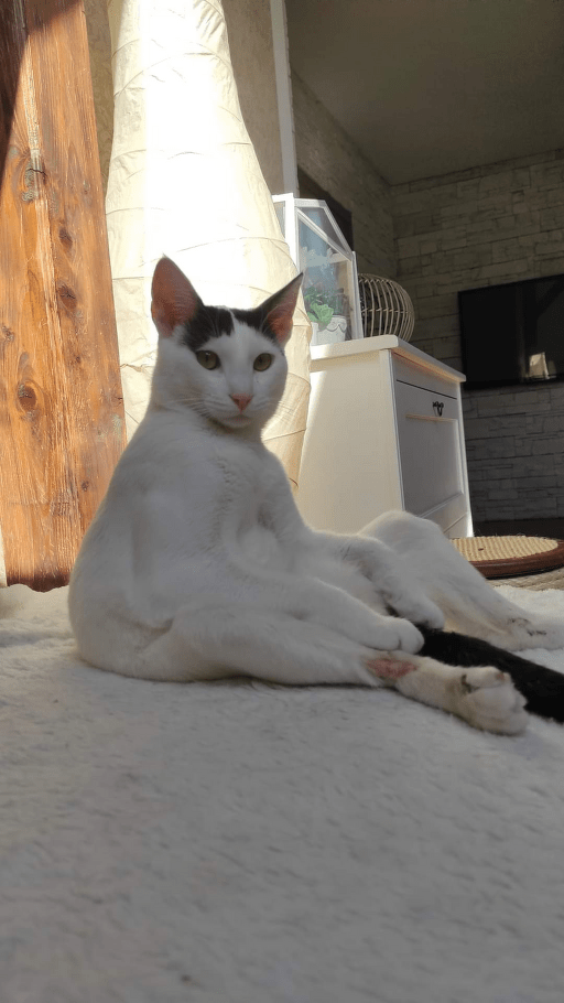 Handicupcats