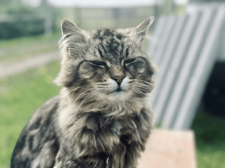 Rolinka