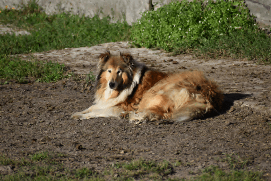 Rolinka