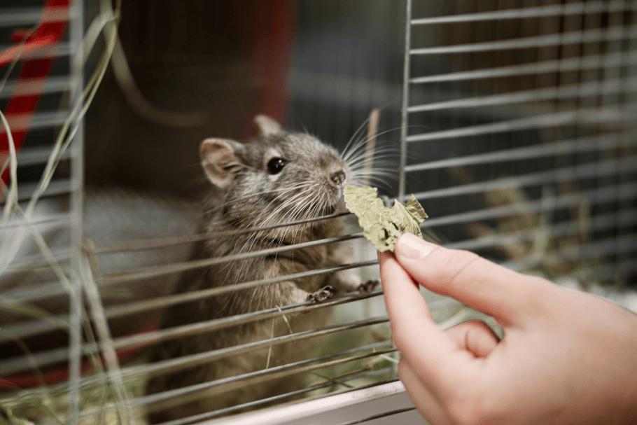 degu pele ņem gardumu no cilvēka