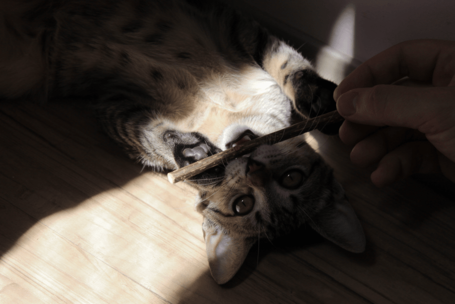 кот жует палочку