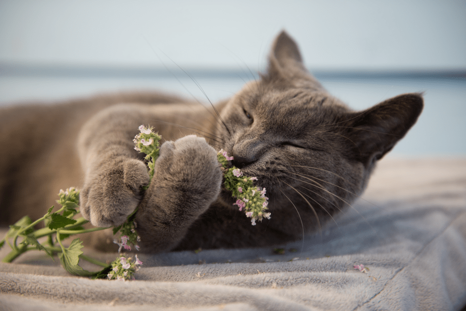 кошачья мята и котик