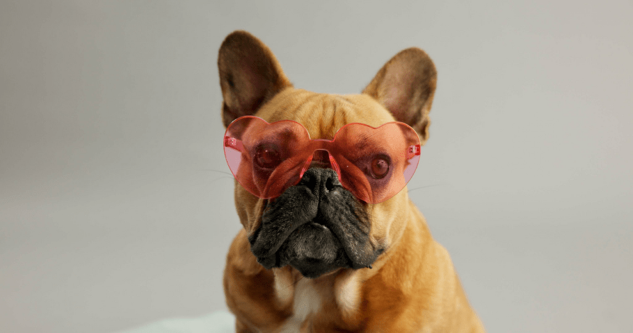 Franču buldogs ar rozā brillēm sirds formā.